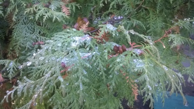 WP_20151122_116.jpg