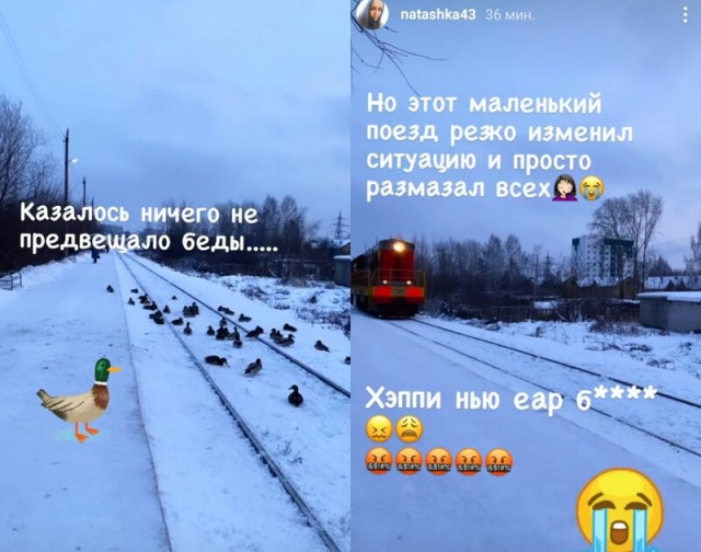 утки.jpg