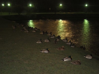 IMG_4153.JPG